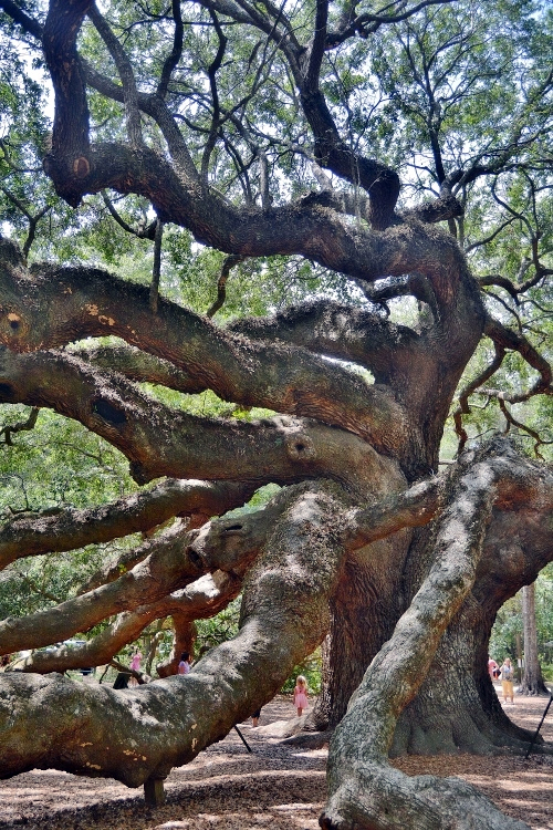 huge oak tree